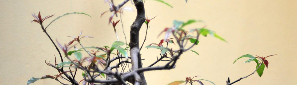 Where automation meets automatons